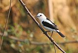 Pied Water-Tyrant